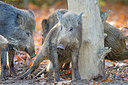 BUITEN BEELD Foto: 218474