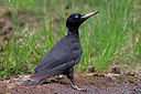 BUITEN BEELD Foto: 218507