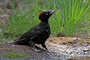 BUITEN BEELD Foto: 218512