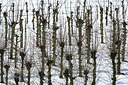 BUITEN BEELD Foto: 218537