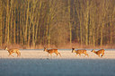 BUITEN BEELD Foto: 218562