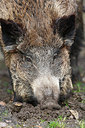 BUITEN BEELD Foto: 218565