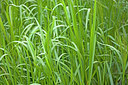 BUITEN BEELD Foto: 218602