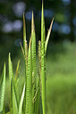 BUITEN BEELD Foto: 218618