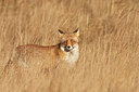 BUITEN BEELD Foto: 218819