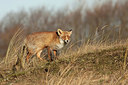 BUITEN BEELD Foto: 218821