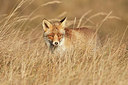 BUITEN BEELD Foto: 218824