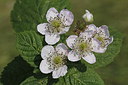 BUITEN BEELD Foto: 218827