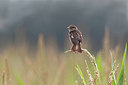 BUITEN BEELD Foto: 218858