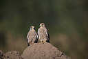 BUITEN BEELD Foto: 218860