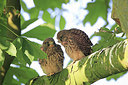 BUITEN BEELD Foto: 218862
