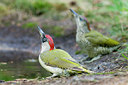 BUITEN BEELD Foto: 218863