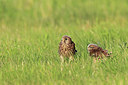 BUITEN BEELD Foto: 218864