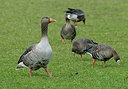 BUITEN BEELD Foto: 218877