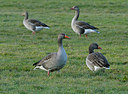 BUITEN BEELD Foto: 218878