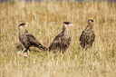 BUITEN BEELD Foto: 218952