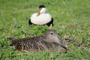 BUITEN BEELD Foto: 218960