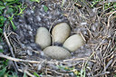 BUITEN BEELD Foto: 218963