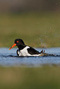 BUITEN BEELD Foto: 218968