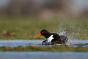 BUITEN BEELD Foto: 218969