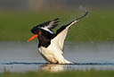 BUITEN BEELD Foto: 218970
