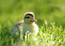 BUITEN BEELD Foto: 218987