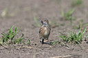 BUITEN BEELD Foto: 21013