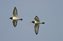 BUITEN BEELD Foto: 21063
