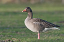 BUITEN BEELD Foto: 21159