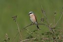 BUITEN BEELD Foto: 21242