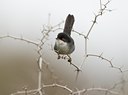 BUITEN BEELD Foto: 21262
