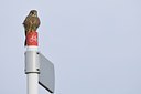 BUITEN BEELD Foto: 21448