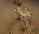 BUITEN BEELD Foto: 21451