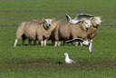BUITEN BEELD Foto: 21467