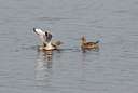 BUITEN BEELD Foto: 21472