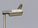 BUITEN BEELD Foto: 21491