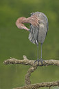 BUITEN BEELD Foto: 21500