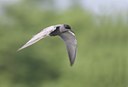 BUITEN BEELD Foto: 21599