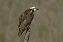 BUITEN BEELD Foto: 21680