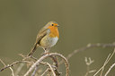 BUITEN BEELD Foto: 21708