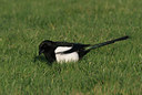 BUITEN BEELD Foto: 21783