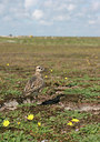 BUITEN BEELD Foto: 21789