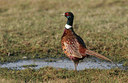 BUITEN BEELD Foto: 21790