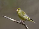 BUITEN BEELD Foto: 21831