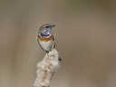 BUITEN BEELD Foto: 21834