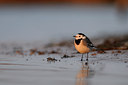 BUITEN BEELD Foto: 21836