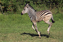 BUITEN BEELD Foto: 21861