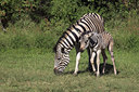 BUITEN BEELD Foto: 21862