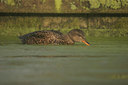 BUITEN BEELD Foto: 21908