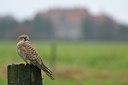 BUITEN BEELD Foto: 21916